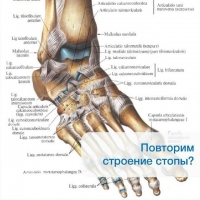 Подология