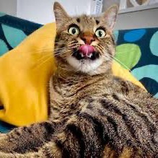 Милые котики