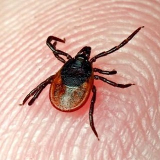 Факты о паразитах