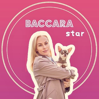 chihuahua_kennel_baccara_star
