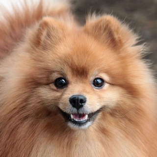 Породистые собаки даром