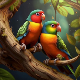 Неразлучники розовощекие | My Rosy-faced lovebirds | Agapornis roseicollis