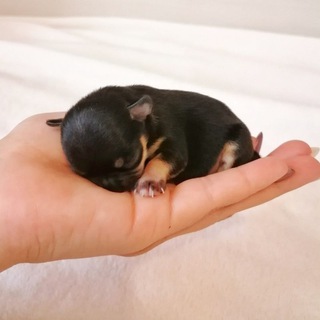 Чихуахуа "Iz doma Elfriz" 