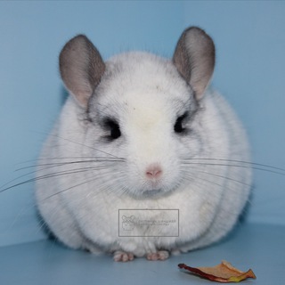 Питомник шиншилл Нежный-Зверь