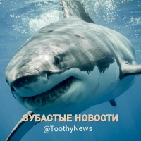 Зубастые новости