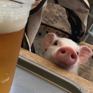 https://t.me/pigs93