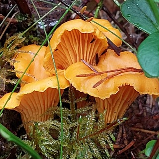 Грибы в Подмосковье