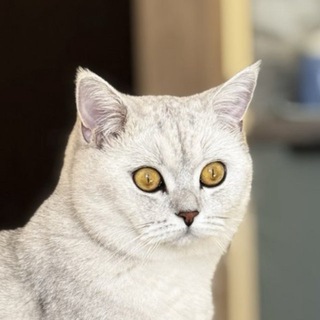 сливочный Раф