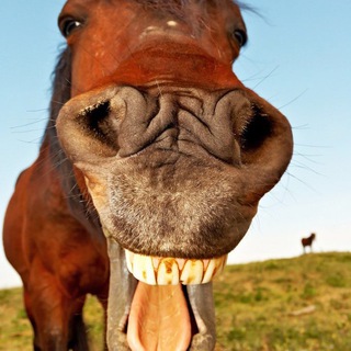 Доброкачественный анекдот