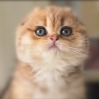  Шотландские котята «SuperFoldVIP»