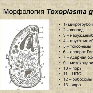 Токсоплазмоз Токсоплазма Toxoplasmosis Toxoplasma gondii Болезнь Бехтерева (Лечение)