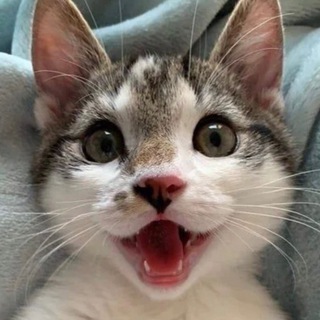 Усы, лапы и хвост!